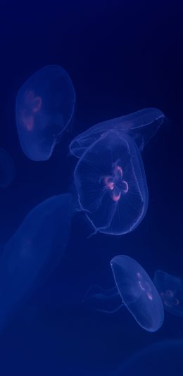 [2436x1125]海洋生物 水母 透明 苹果手机壁纸图片