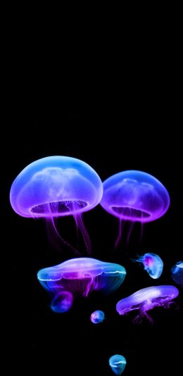 [2436x1125]海洋生物 水母 透明 梦幻 苹果手机壁纸图片