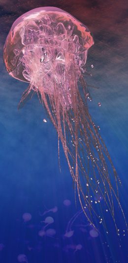 [2436x1125]海洋生物 水母 透明 海底 苹果手机壁纸图片