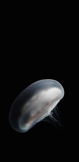 [2436x1125]海洋生物 水母 透明 海蜇 苹果手机壁纸图片