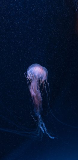 [2436x1125]海洋生物 水母 透明 触脚 苹果手机壁纸图片
