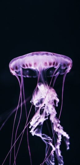[2436x1125]海洋生物 水母 透明 触角 苹果手机壁纸图片
