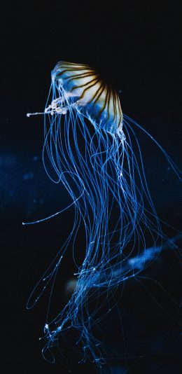 [2436x1125]海洋生物 水母 长触脚 海蜇 苹果手机壁纸图片