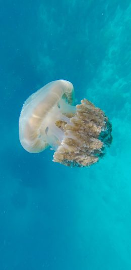 [2436x1125]海洋生物 水母 黄色 游泳 苹果手机壁纸图片