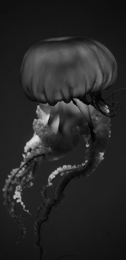 [2436x1125]海洋生物 水母 黑白 苹果手机壁纸图片