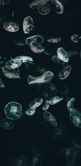 [2436x1125]海洋生物 水母群 海蜇 浮游生物 苹果手机壁纸图片
