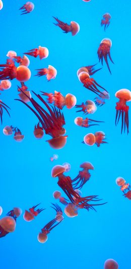 [2436x1125]海洋生物 水母群 海蜇 群居 苹果手机壁纸图片