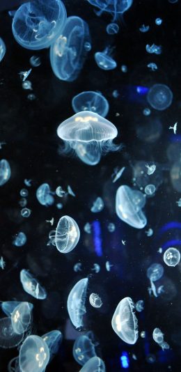 [2436x1125]海洋生物 水母群 透明 梦幻 苹果手机壁纸图片