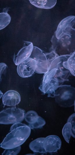 [2436x1125]海洋生物 浮游 水母 密集 苹果手机壁纸图片