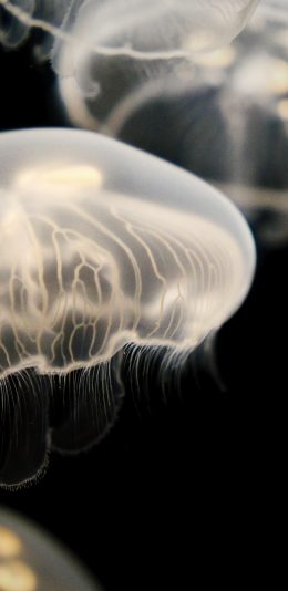 [2436x1125]海洋生物 浮游 水母 海蜇 苹果手机壁纸图片