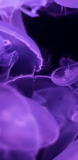 [2436x1125]海洋生物 浮游 水母 紫 苹果手机壁纸图片