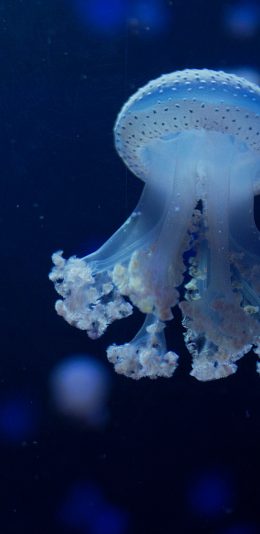 [2436x1125]海洋生物 浮游 海蜇 随波逐流 苹果手机壁纸图片