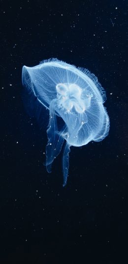 [2436x1125]海洋生物 海底 荧光 唯美 苹果手机壁纸图片