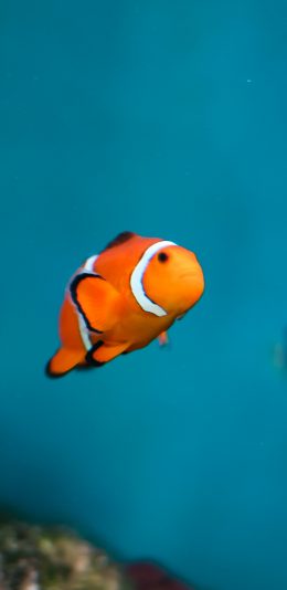 [2436x1125]海洋生物 海底 鱼 礁石 珊瑚 苹果手机壁纸图片