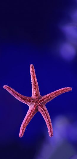 [2436x1125]海洋生物 海星 粉色 苹果手机壁纸图片