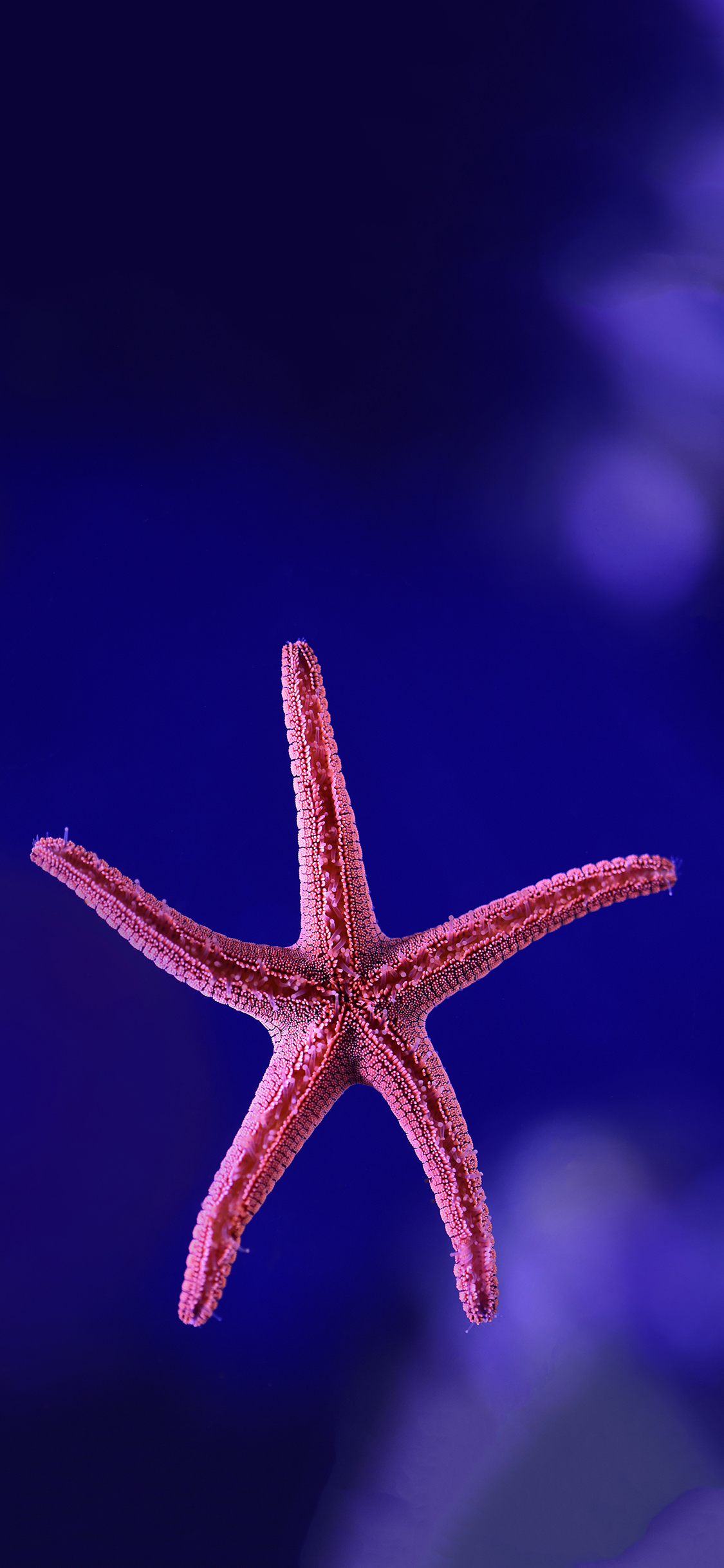[2436×1125]海洋生物 海星 粉色 苹果手机壁纸图片
