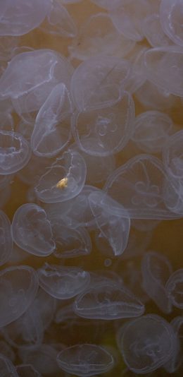 [2436x1125]海洋生物 海蜇 水母 浮游生物 苹果手机壁纸图片