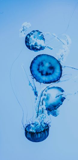 [2436x1125]海洋生物 海蜇 水母 透明 苹果手机壁纸图片