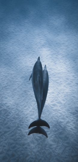 [2436x1125]海洋生物 海豚 海底 蓝色 苹果手机壁纸图片