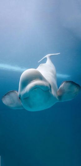 [2436x1125]海洋生物 海豚 游动 海底 苹果手机壁纸图片