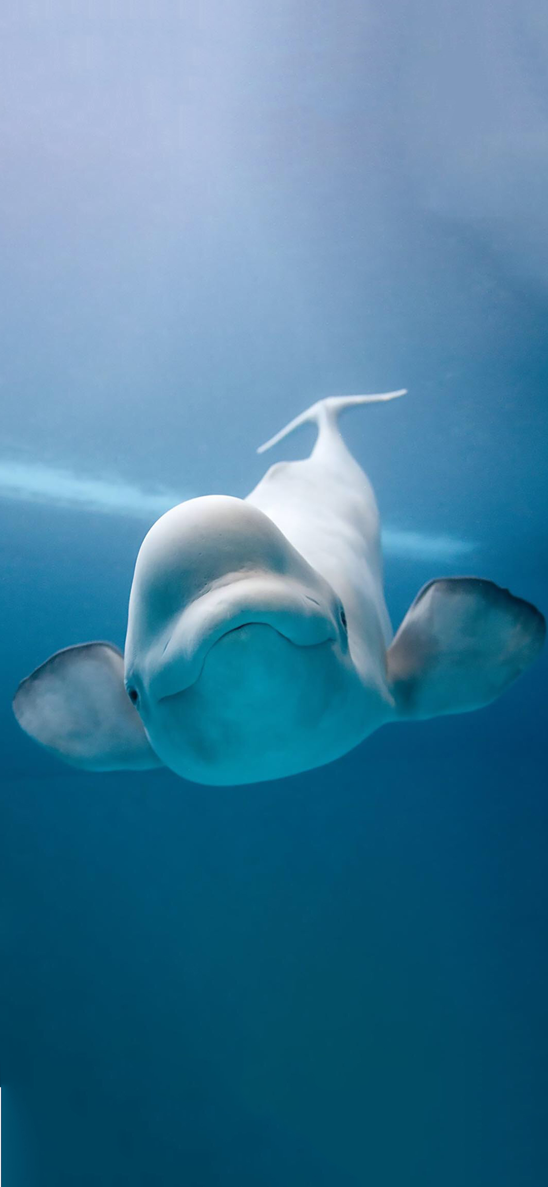 [2436×1125]海洋生物 海豚 游动 海底 苹果手机壁纸图片