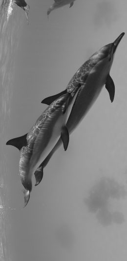 [2436x1125]海洋生物 海豚 聪明 黑白 苹果手机壁纸图片