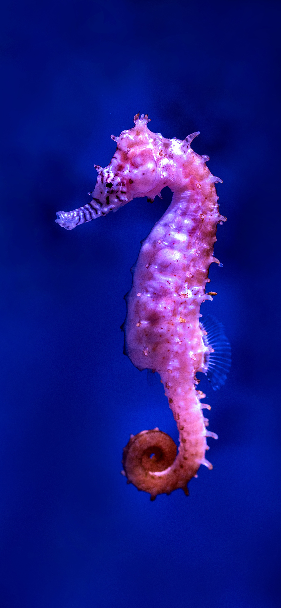 [2436×1125]海洋生物 海马 尾巴 斑纹 苹果手机壁纸图片