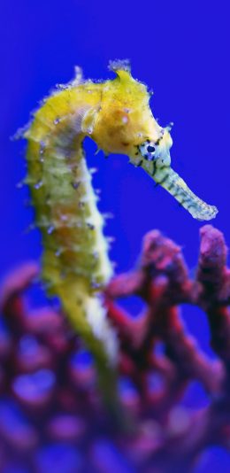 [2436x1125]海洋生物 海马 黄色 红珊瑚 苹果手机壁纸图片
