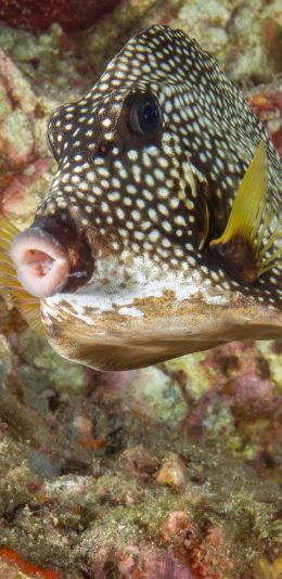 [2436x1125]海洋生物 海鱼 刺鲀 斑点 苹果手机壁纸图片