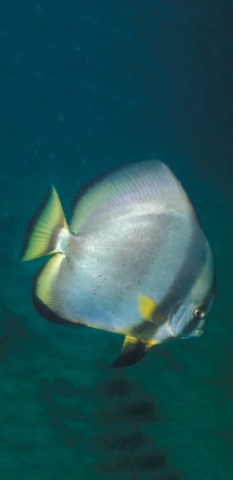[2436x1125]海洋生物 海鱼 短翅蝙蝠鱼 苹果手机壁纸图片