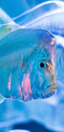 [2436x1125]海洋生物 海鱼 观赏 饲养 苹果手机壁纸图片