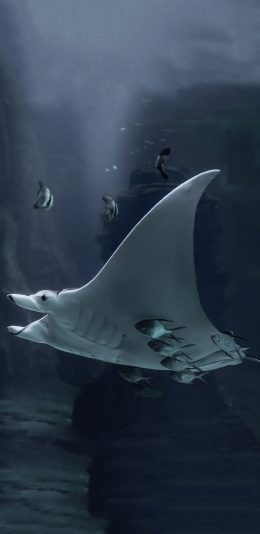 [2436x1125]海洋生物 海鱼 魔鬼鱼 庞大 苹果手机壁纸图片
