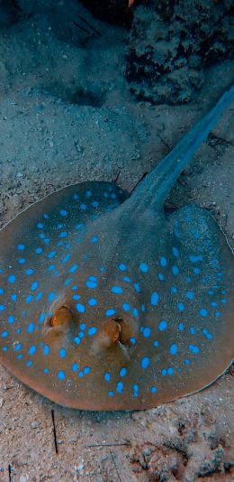 [2436x1125]海洋生物 海鱼 魔鬼鱼 斑点 苹果手机壁纸图片