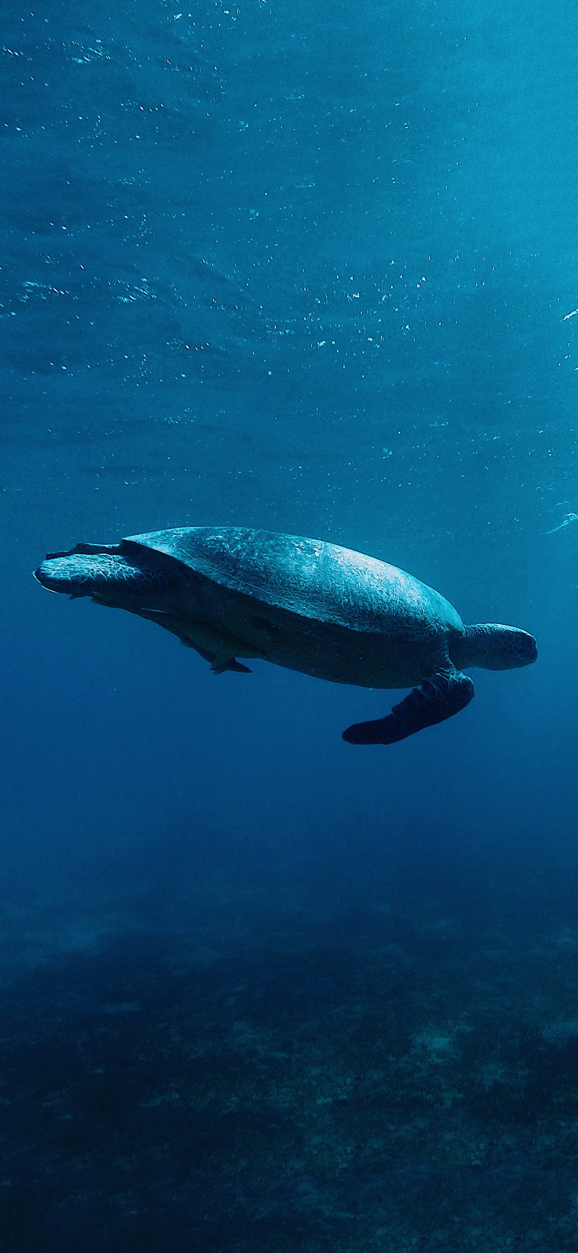 [2436×1125]海洋生物 海龟 游动 苹果手机壁纸图片