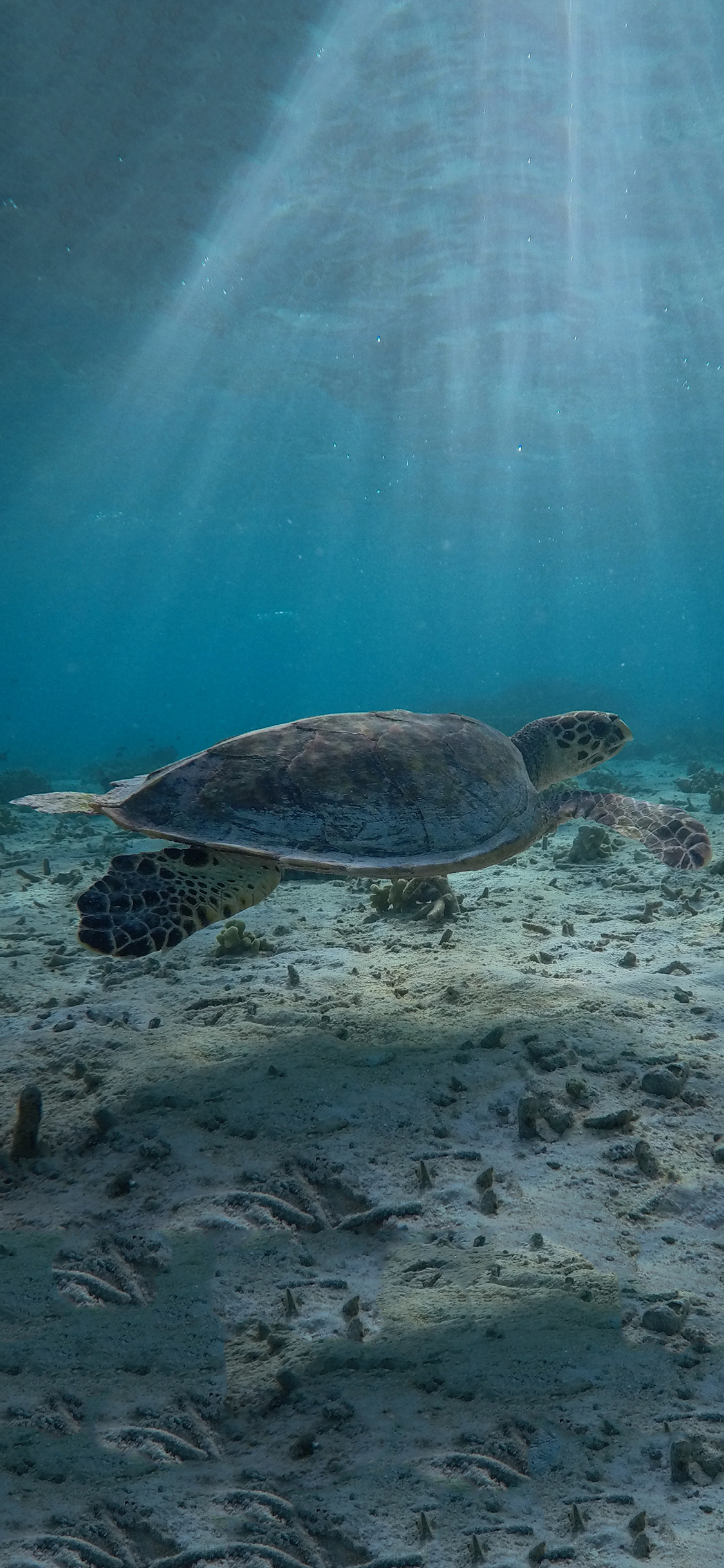 [2436×1125]海洋生物 海龟 龟壳 沙子 苹果手机壁纸图片