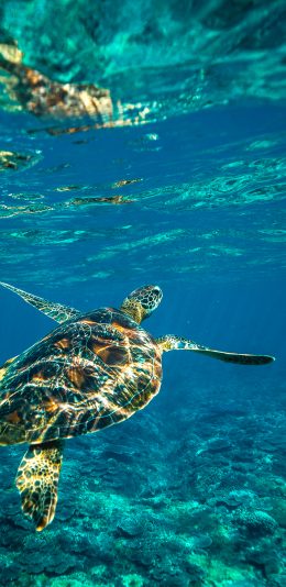 [2436x1125]海洋生物 游动 海龟 海水 苹果手机壁纸图片