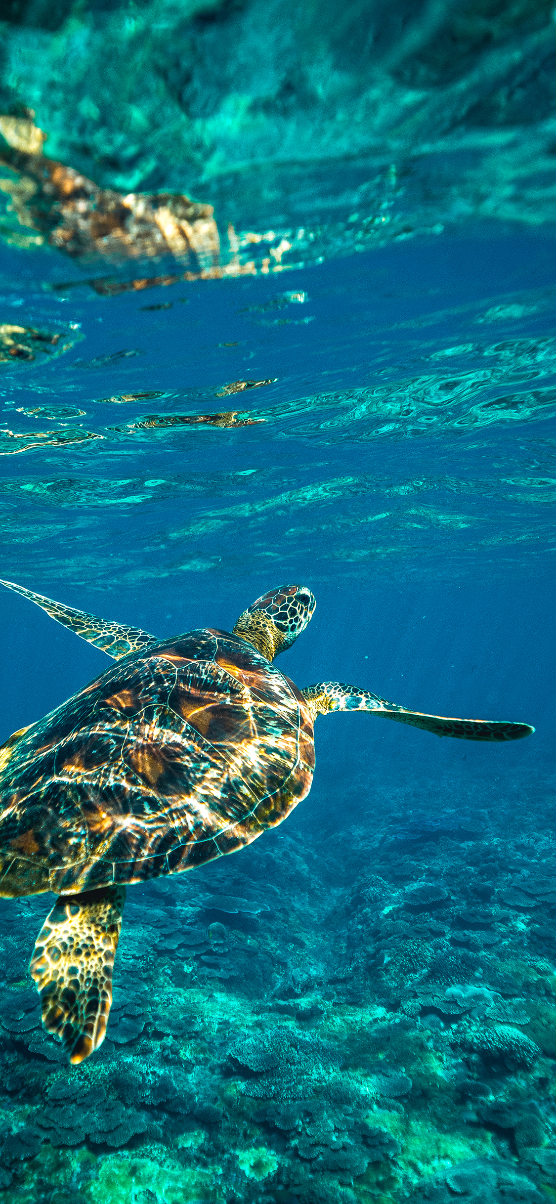 [2436×1125]海洋生物 游动 海龟 海水 苹果手机壁纸图片