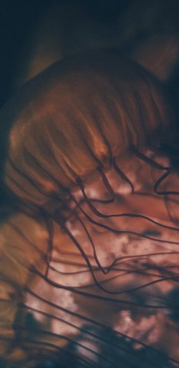 [2436x1125]海洋生物 透明 水母 触脚 苹果手机壁纸图片