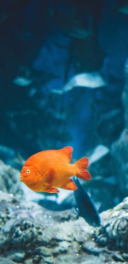 [2436x1125]海洋生物 鱼 珊瑚 礁石 艳丽 海底 苹果手机壁纸图片