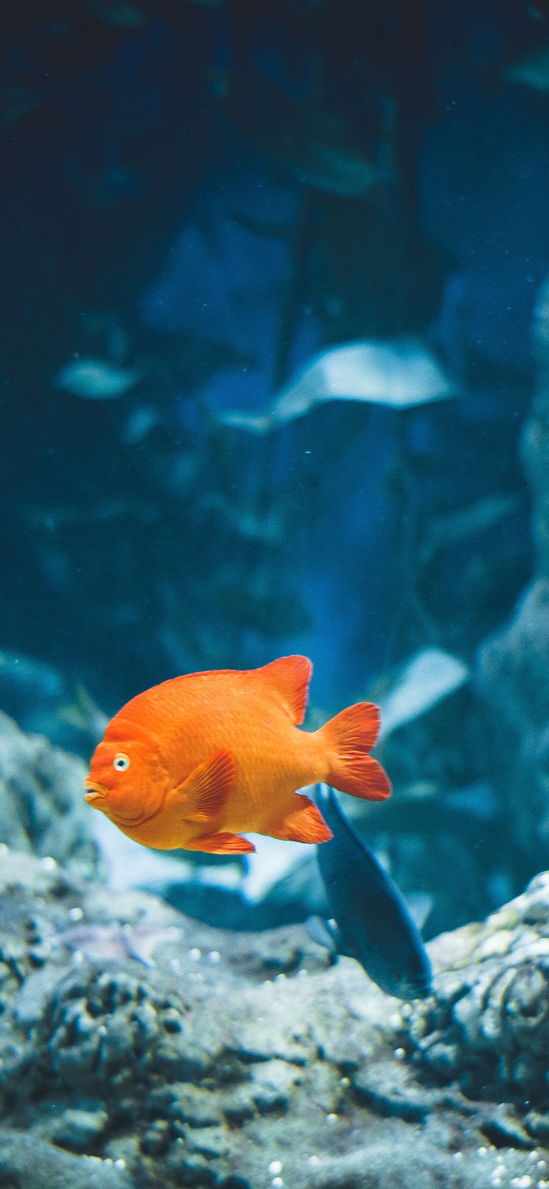 [2436×1125]海洋生物 鱼 珊瑚 礁石 艳丽 海底 苹果手机壁纸图片