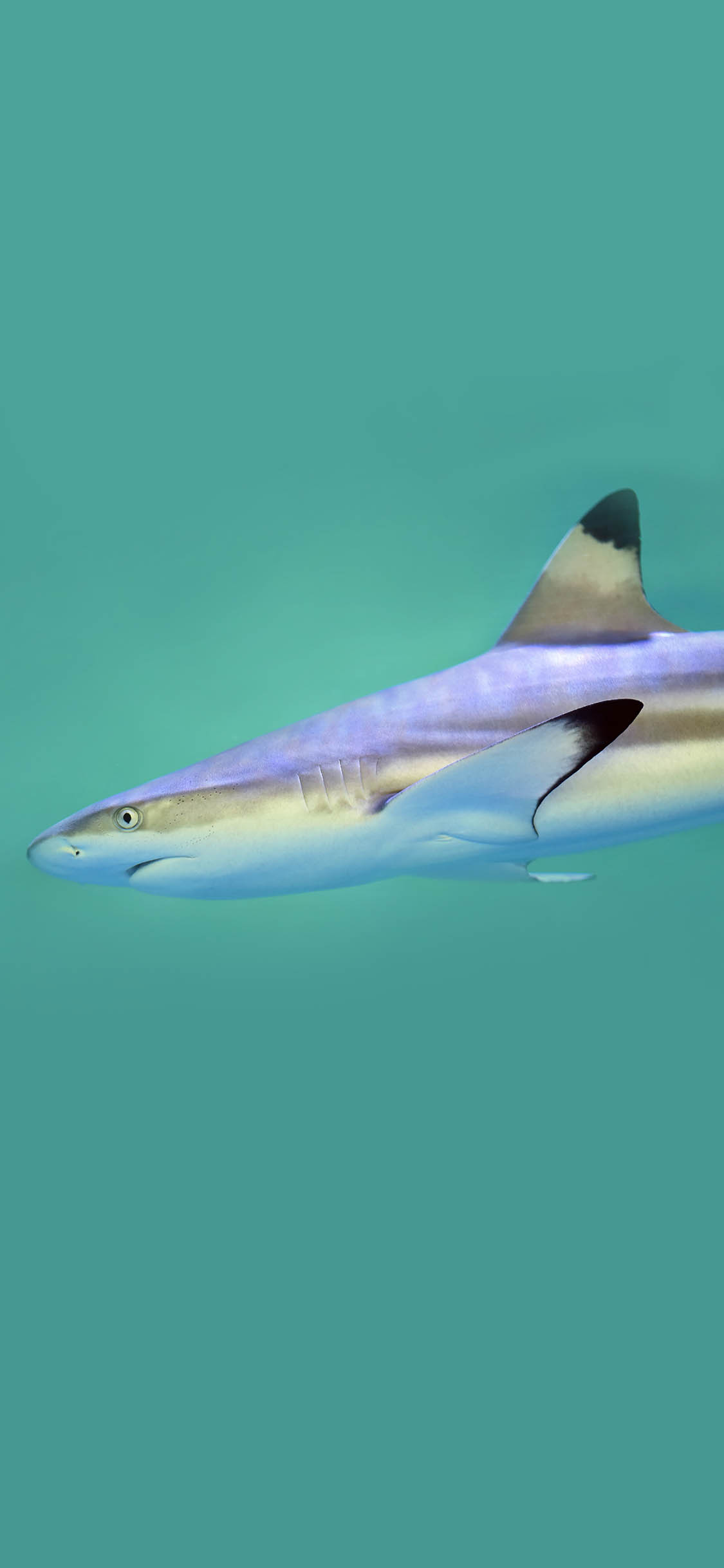 [2436×1125]海洋生物 鲨鱼 凶猛 食肉 苹果手机壁纸图片