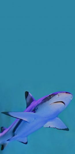 [2436x1125]海洋生物 鲨鱼 小鲨鱼 游行 苹果手机壁纸图片