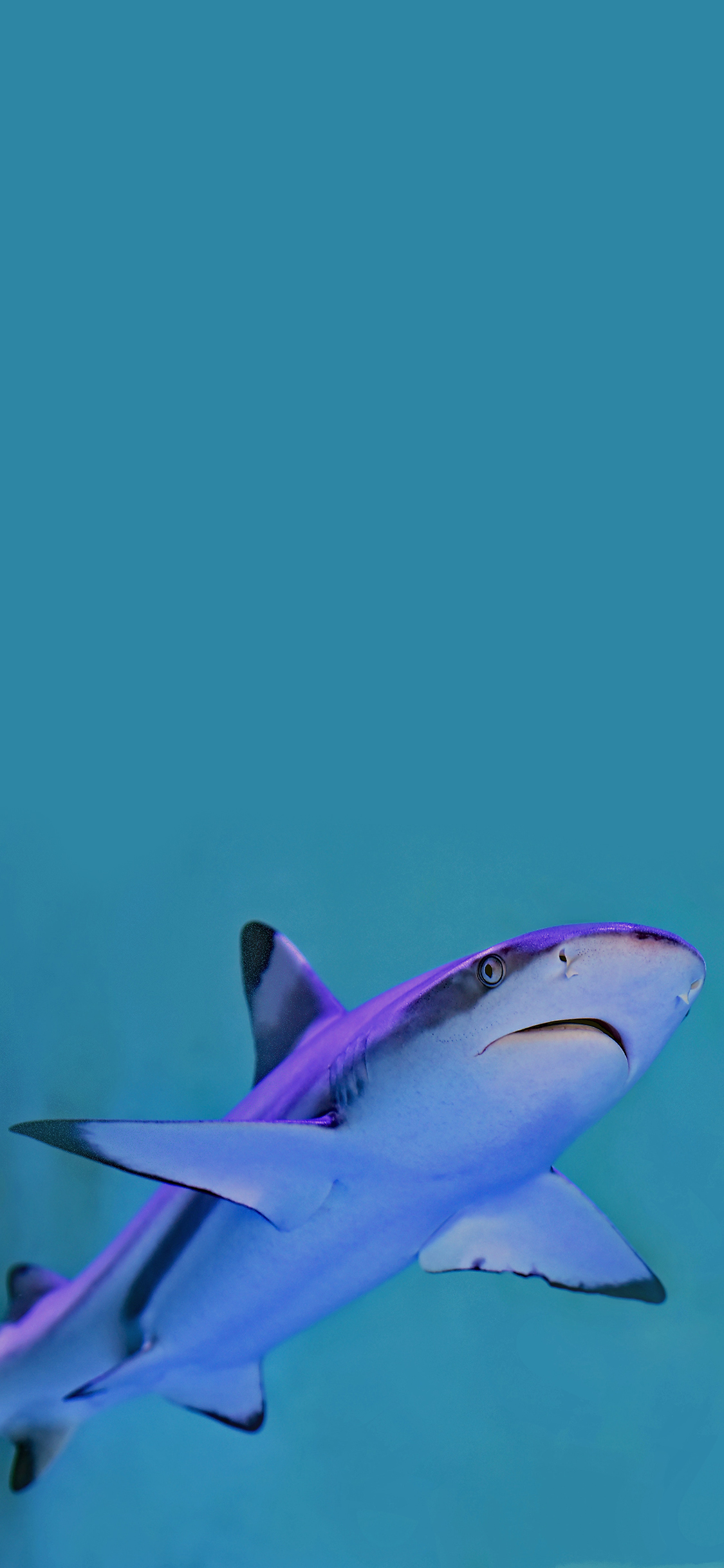 [2436×1125]海洋生物 鲨鱼 小鲨鱼 游行 苹果手机壁纸图片
