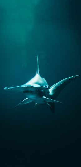 [2436x1125]海洋生物 鲨鱼 庞大 肉食 苹果手机壁纸图片