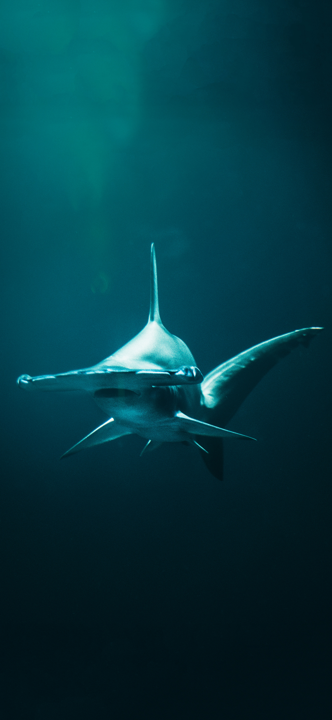 [2436×1125]海洋生物 鲨鱼 庞大 肉食 苹果手机壁纸图片
