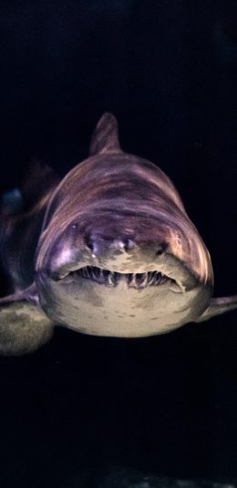 [2436x1125]海洋生物 鲨鱼 海鱼 肉食 凶猛 苹果手机壁纸图片