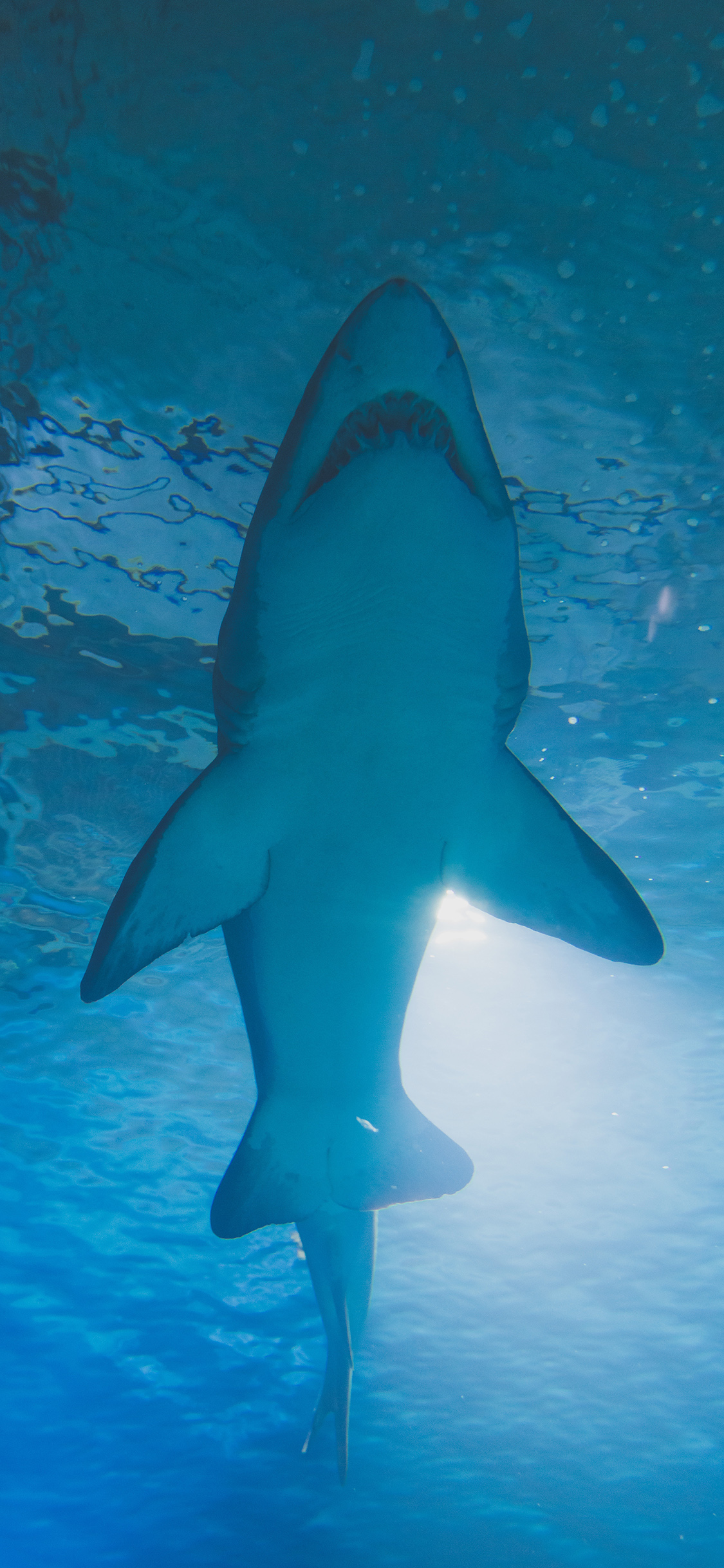 [2436×1125]海洋生物 鲨鱼 食肉 凶猛 苹果手机壁纸图片