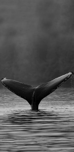 [2436x1125]海洋生物 鲸鱼 尾巴 水面 黑白 苹果手机壁纸图片