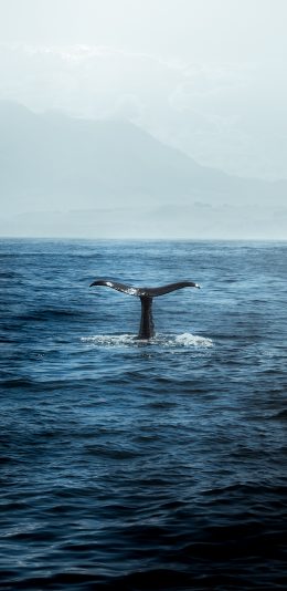 [2436x1125]海洋生物 鲸鱼 鱼尾巴 大海 苹果手机壁纸图片