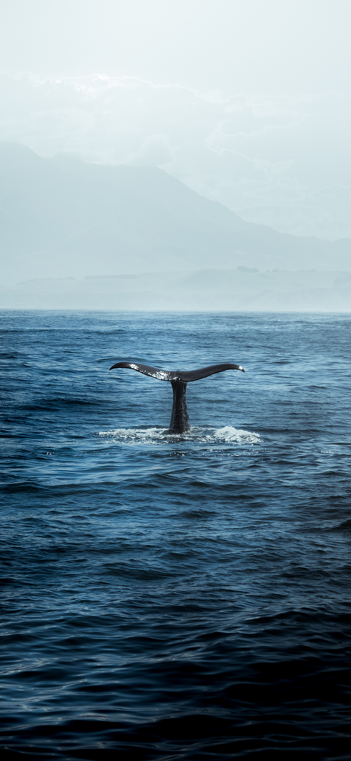 [2436×1125]海洋生物 鲸鱼 鱼尾巴 大海 苹果手机壁纸图片